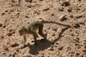 Baby Monkey Sri Lanka near Sigiriya