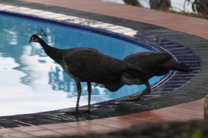 Birds at Mirissa at the pool