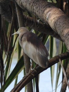 Birds in Sri Lanka