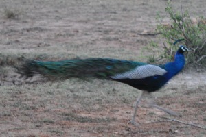 Another Peafowl on the run at Yala