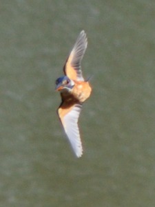 Bird at Yala national park sri lanka