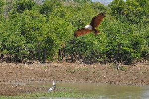Birds at Yala Eagle hunting