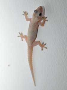 Gecko at Kandy Sri Lanka